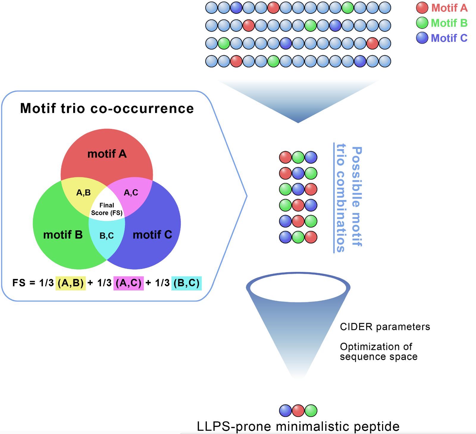 Llps Roles LLPS in Peptide Systems – Bioinspired Peptide Systems Lab